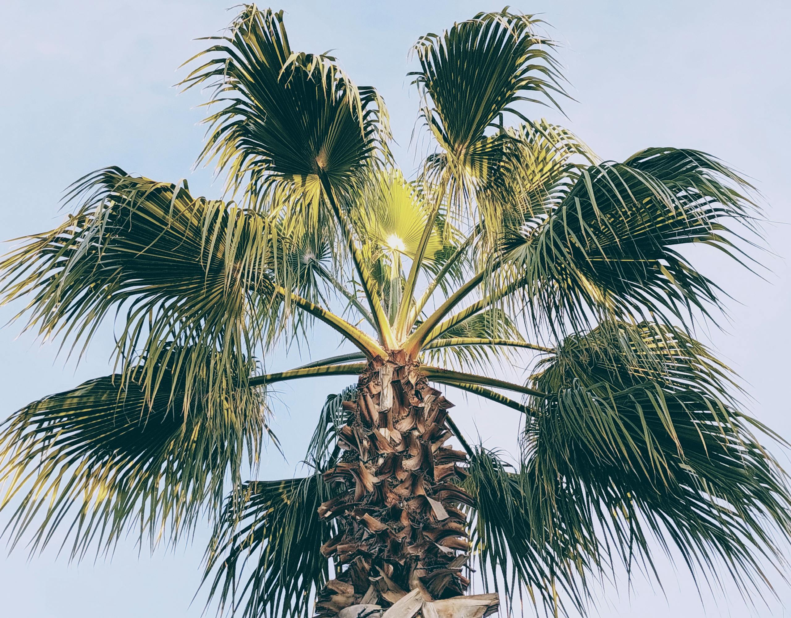 A vibrant tropical palm tree with lush green leaves against a clear blue sky, capturing the essence of summer.